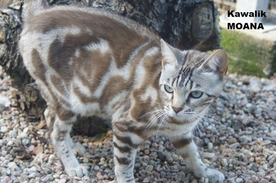 chatte bengal snow marble